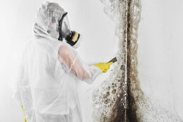 Best Residential Mold Removal  in Longbranch, WA