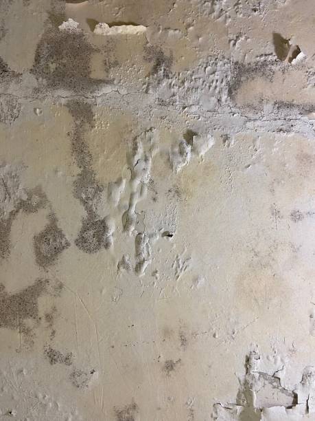 Best Best Mold Removal Companies  in Longbranch, WA