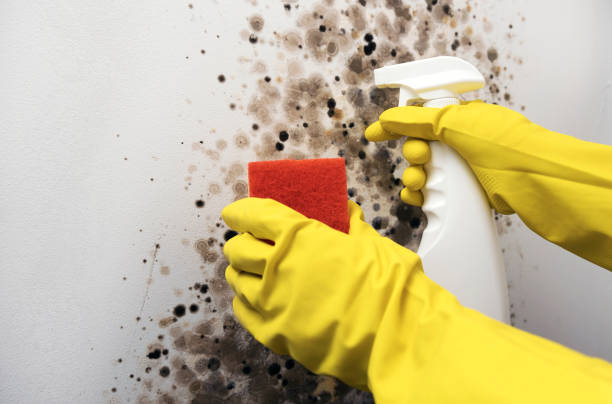 Office Mold Removal Services in Longbranch, WA