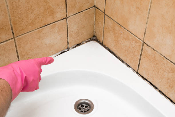 Best Office Mold Removal Services  in Longbranch, WA