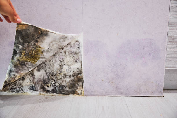 Best Mold Cleaning Services  in Longbranch, WA